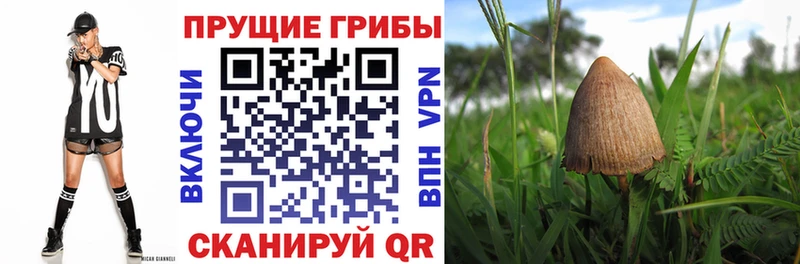 продажа наркотиков  Ступино  Псилоцибиновые грибы ЛСД 